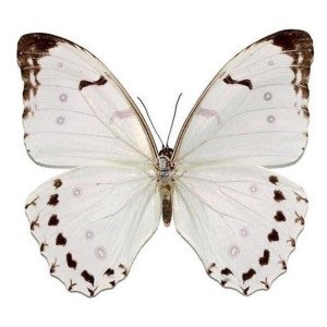 MORPHO LUNA 